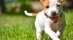 Dovolenka v prírode a žiadne kliešte