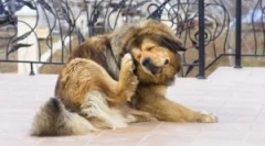 Kde pochádzajú zemské blchy z domova?