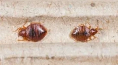 Kde sú chyby v byte?