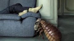 Kde sa domy objavia blchy?