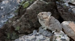 Odkiaľ pochádza chinchilla odkiaľ a ako žijú v prírode