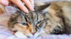 Kde sa mačka objaví blchy?