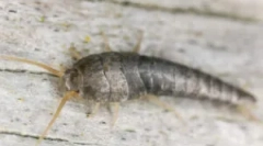 Kde v byte berie moccarians