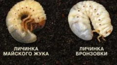 Rozdiel medzi larvami bronzov a chrobáka