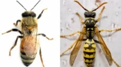 Rozdiely včely z osí