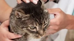 Mačka squectóza: symptómy a liečba