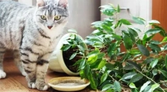 Mačky pre domáce a nádvorie: preskúmanie hotových výrobkov a pokynov, ako urobiť