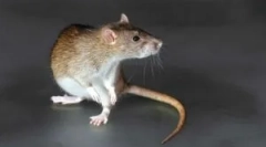 Pamanka z hlodavcov s mumfingovým účinkom