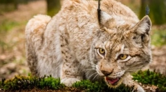 Oddelenie predátorov