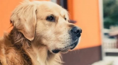 Odpovede na najbežnejšie otázky o psoch