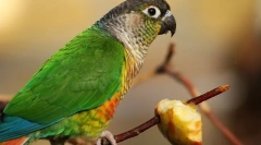 Zelenina pre papagáje