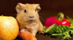 Zelenina v diéte morčiat