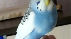 Obezita papagájom, dôvodov, liečba