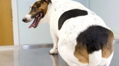 Obezita u psov: príčiny, príznaky, liečba