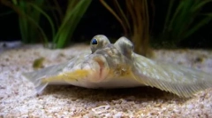 Falus: zaujímavé fakty zo života nezvyčajných rýb