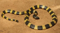 Pama (detská páska)