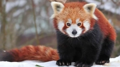 Panda small (red panda)