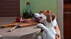 Pankreatitída u psov: príčiny, príznaky, liečba, prevencia