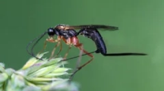 Parasitoids jazdci: popis hmyzu a funkcie