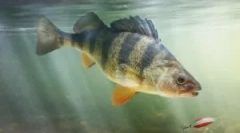 Parazity v mori a riečnych rýb