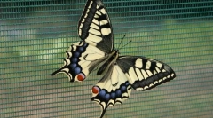 Corsican plachetnica