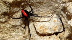 Spider black widow: fotografia, video a podrobné charakteristiky