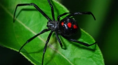 Spider čierna vdova