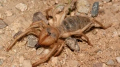 Falamang spider (camel): popis a funkcie