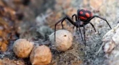 Spider karakurt: popis a životný štýl