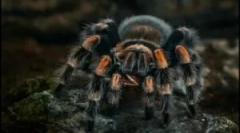 Spiderman: druhy a funkcie