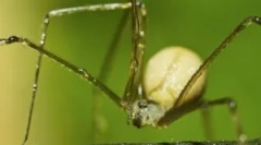 Spider senakers spoločné alebo kosyozka
