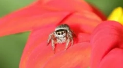 Spider juckun: vlastnosti a hodnota v ekosystéme