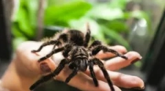 Spiders: popis, budovanie a životný štýl