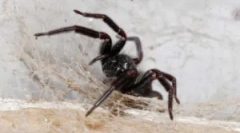 Pavúky v dome: odkiaľ pochádzajú a prečo