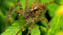 Pavúky vlci - kto sú?