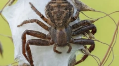 Pukicultural. Budovanie a funkcie