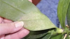 Ceutain a shell tick na orchideách