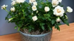 Počasie tick na záhrade a miestnosť rose