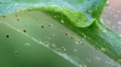 Web tick: popis, typy a biotopy