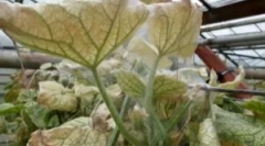 Dláždené kliešte v skleníku