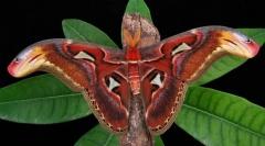 Pavlinagramaise atlas