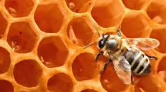 Včela vosk