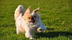 Pekingsese (foto): druh, venovaný a hrdý pes pre milujúcich majiteľov