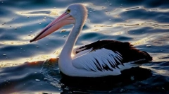 Pelican australian