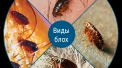 Či sa blchy prenášajú ľuďom zo zvierat?