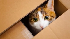 Presúvanie mačiatko do nového domova