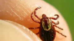 Obdobie, keď sú kliešte najaktívnejšie a nebezpečné