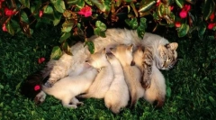 Obdobie laktácie a vzdelávania potomstva v mačkách