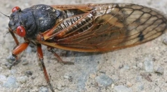Periodická cicada