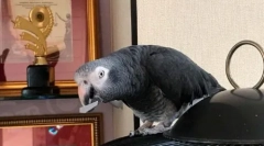 Pernaya star zhora makarov: video, kde jaco hovorí, že jeho meno a priezvisko